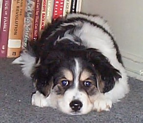 Gorgeous Cooper as a fuzzy butt puppy.
